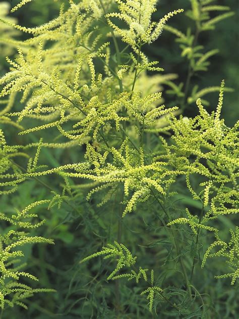 Aruncus Dioicus Whirlwind Kneiffii Hybrid Goat S Beard Garden