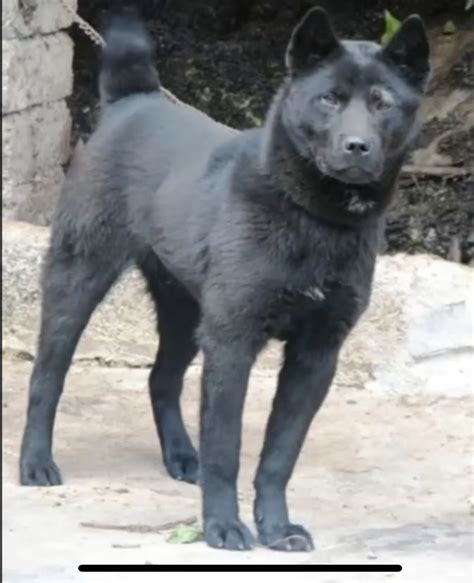 a large black dog standing on top of a dirt ground next to a stone wall