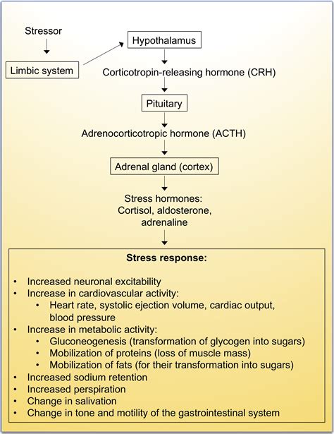 Adrenaline Influences Heart Rate in Which of the Following Ways