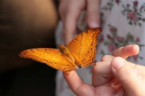 Images Gratuites main aile feuille fleur pétale Orange insecte