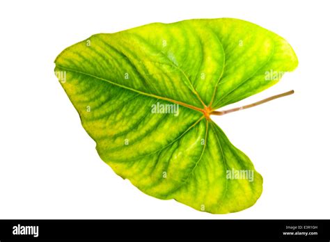 palmate venation displayed on green and yellow anthurium leaf Stock ...