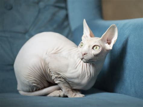 Naked Cute Pussy Skinny Legs Stock Photos Free Royalty Free Stock