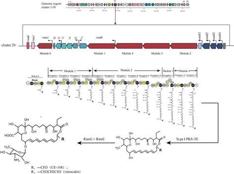 Gene Organization Of Rim Gene Cluster In The Genome Of Streptomyces