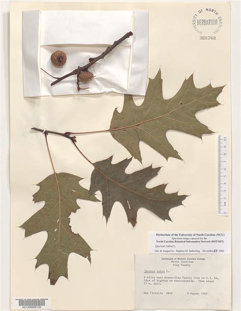 Plant Information Center Quercus Rubra