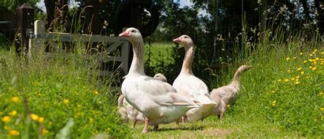 Caring For A Broody Goose