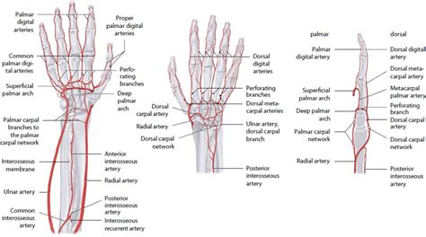 Hand And Microvasculature Musculoskeletal Key