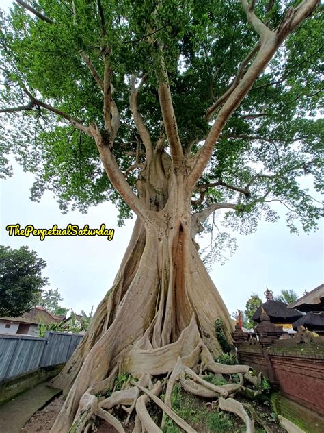 Kayu Putih The Year Old Tree In Bali The Perpetual Saturday