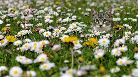 100+ Flower Cat Names: Ideas for Pretty & Natural Cats - Catster