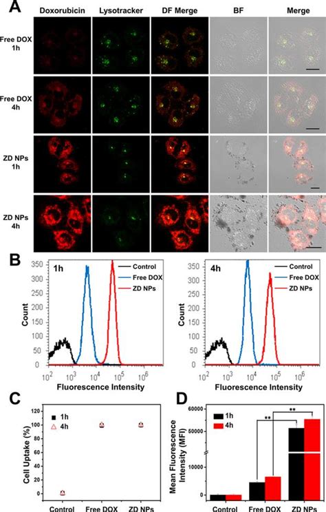 Subcellular Spatial Distribution And Intracellular Uptake Of Different