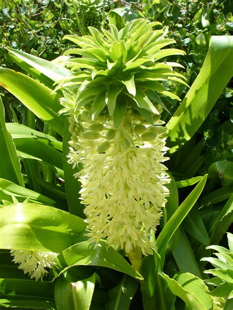 Eucomis autumnalis – Growwild