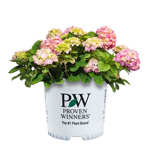 Buy Let’s Dance® Sky View® Hydrangea for Sale | Perfect Plants