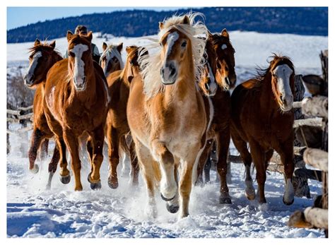 Puzzle 1000 Pièces Chevaux dans la neige Cultura