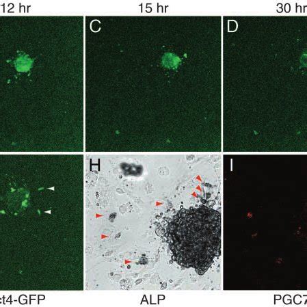 PGCs From Oct4 Positive Cell Cluster In Isolated Extra Embryonic