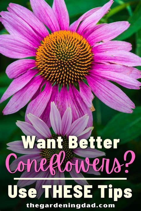 Easy Tips To Growing Echinacea Coneflowers For Beginners Flowers