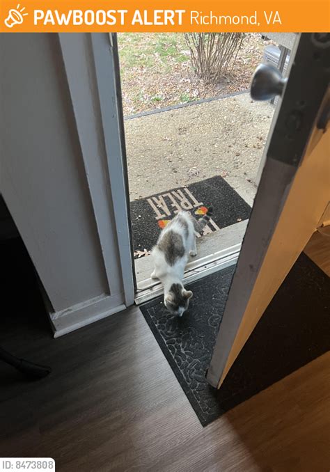 Richmond Va Stray Cat Found Near Near Trevor Terrace Pawboost