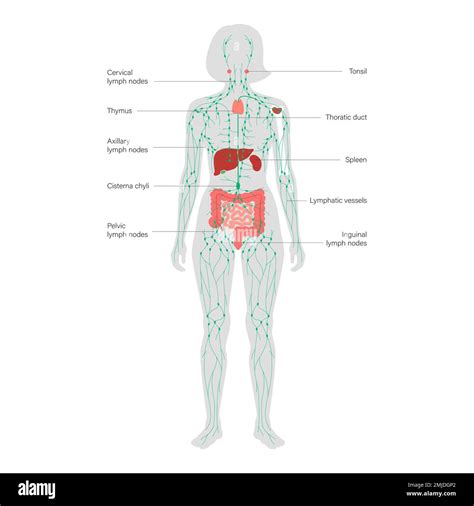 Lymphatic system and organs, illustration Stock Photo - Alamy