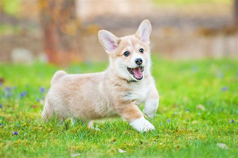 5 Fun Facts About Pembroke Welsh Corgi Puppies - Petland Kennesaw, Georgia