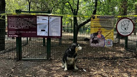 Parque Gandhi La Batalla Legal Que Podría Cambiar El Futuro De Los Perros Que Van Al Corral