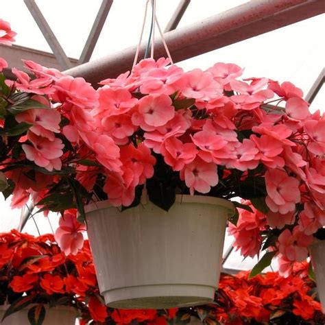 New Guinea Impatiens Hanging Basket- Assorted Colors from Babikow ...