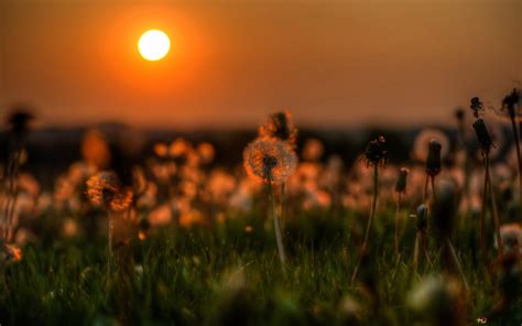 Sunset In The Dandelion Flower Field Hd Wallpaper Download