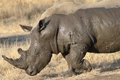 White Rhino Covered In Mud Stock Photo Image Of Conservation