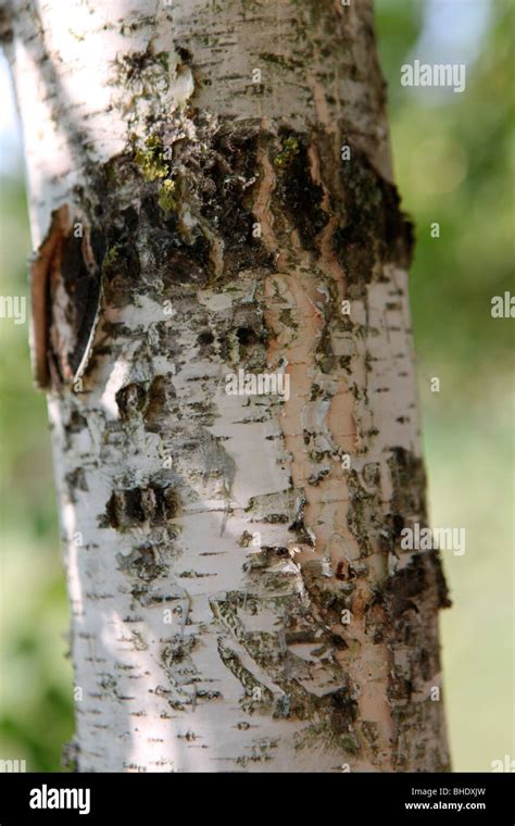 Detail Of Birch Tree Trunks Hi Res Stock Photography And Images Alamy