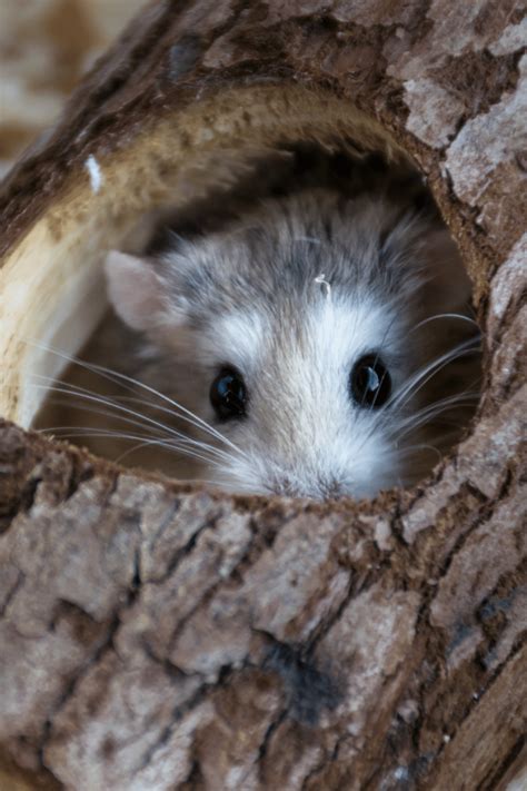 How To Know If Your Hamster Is Blind 6 Telling Signs