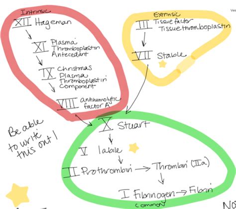 Hemostasis Flashcards Quizlet