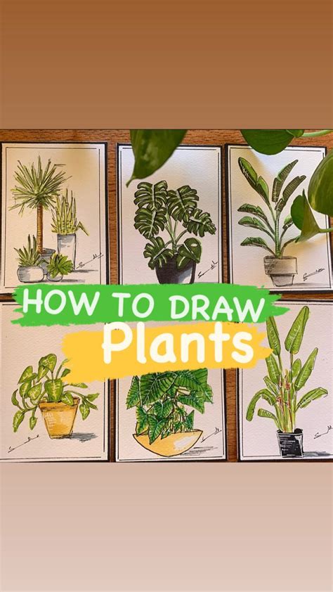 Plants with pot sketching tips | Plants, Plant sketches, Alcohol markers