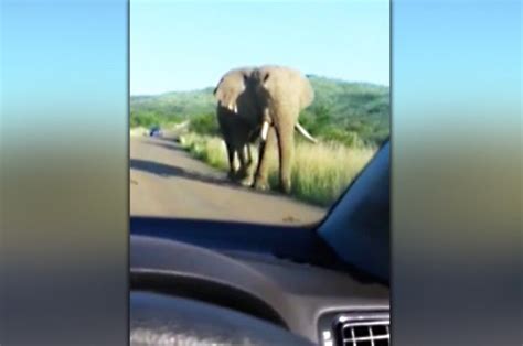 Elephant Filmed Crushing Tourists Car In South Africa Game Reserve