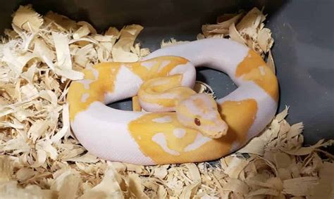 9 Of the Rarest Ball Python Morphs