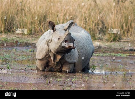 The Indian Rhinoceros Rhinoceros Unicornis In The Water Of Grasslands