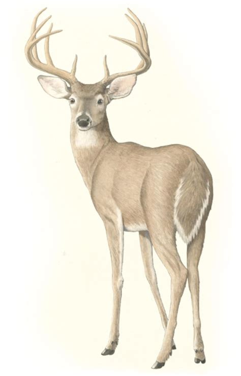 The White Tailed Deer Deer Drawing Deer Painting Deer Pictures