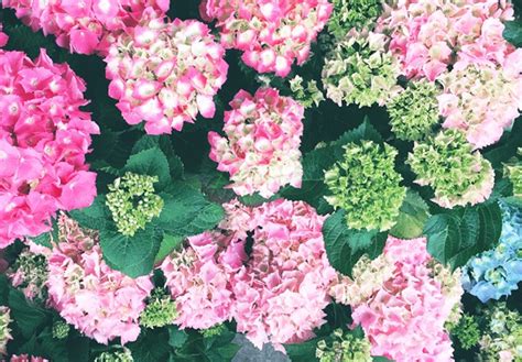 Hydrangea Meaning And Symbolism Ftd