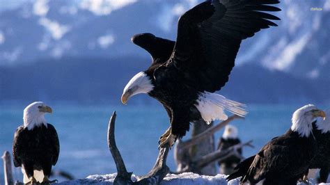 3d Eagle Wallpapers Desktop - Wallpaper Cave