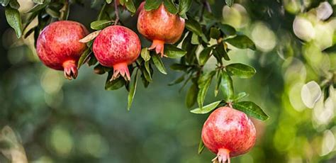 8 Best Fertilizer For Pomegranate Tree 2023 [Top Picks & Reviews]