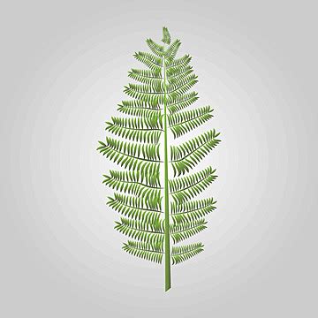 Isolated Silhouettes Of Fern Fronds In Floral Illustration Vector