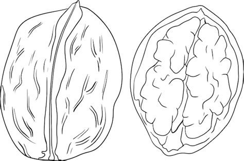 Noce Noci Disegnate A Mano Di Vettore Pagine Da Colorare Con Diversi