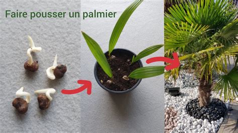 Comment Obtenir Un Palmier Gratuitement Trachycarpus Youtube