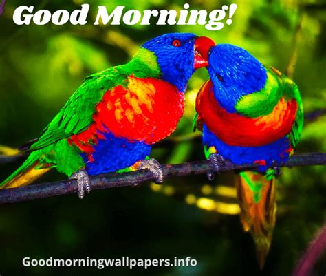 100 Good Morning Birds Wishes Beautiful Flying Birds Images