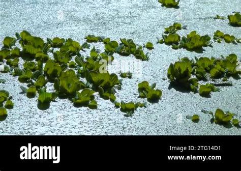 Floating Aquatic Plants Pistia Stratiotes Among Duckweed And Wolffia In