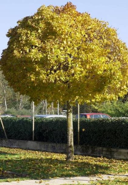 Acer Platano Des Globosum Arbres Fleurs