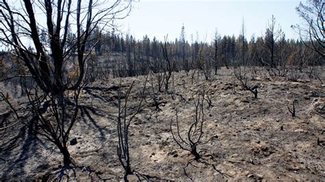 Drought Could Hamper Forest Recovery After Rim Fire | KQED