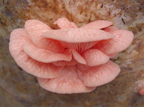 Pink Oyster Mushroom Kit Hot Pink Strain Gourmet Woodland Mushrooms