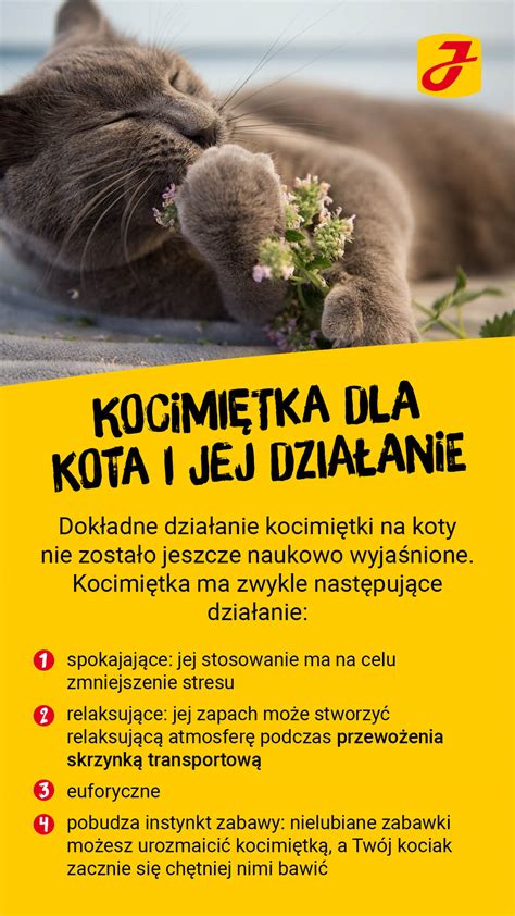 Jak Mi Ta Dziala Na Kota Fundacja Dla Koci T Osieroconych Cali Mali