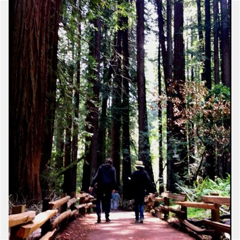 Muir Woods Ca