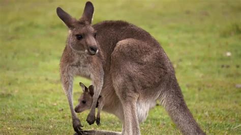 220+ Cute & Funny Kangaroo Names +AI Generator