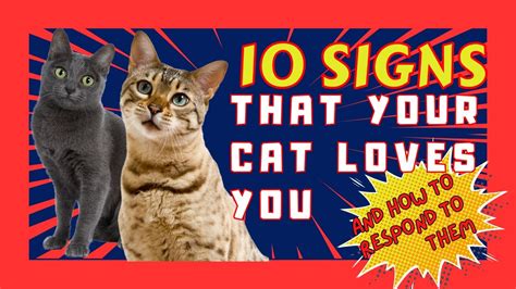 10 Signs That Your Cat Loves You And How To Respond To Them Youtube