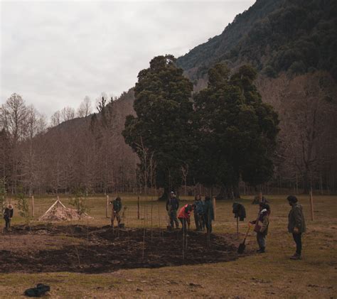 M Todo De Reforestaci N Miyawaki Explicado Por Symbi Tica Bosques