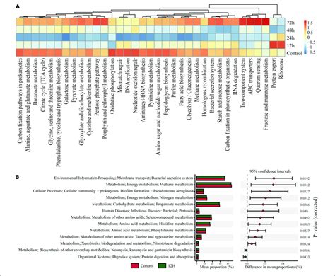 KEGG Orthology KO Pathway Enrichment Among Experimental Groups